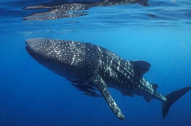 Hiu Paus Kembali Muncul di NTB, Masyarakat dan Petugas Selamatkan Satwa Raksasa Laut