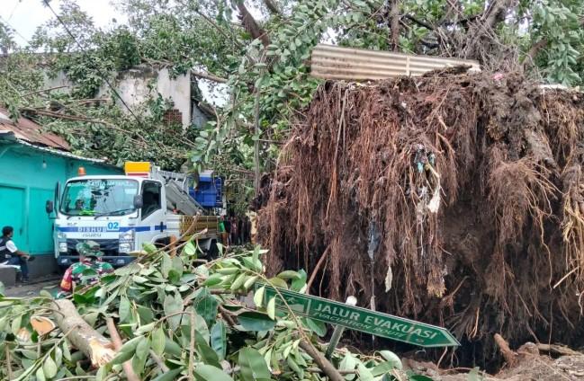 Hujan Deras dan Angin Kencang Tumbangkan Delapan Pohon di Kota Mataram