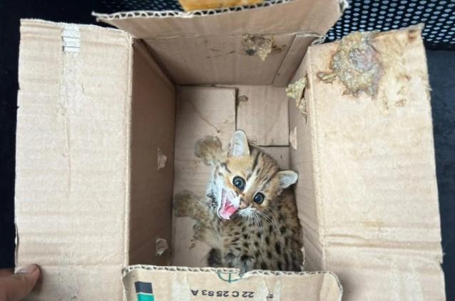 Dua Pelaku Perdagangan Satwa Dilindungi Ditangkap di Magelang, Trenggiling hingga Kakatua Diamankan