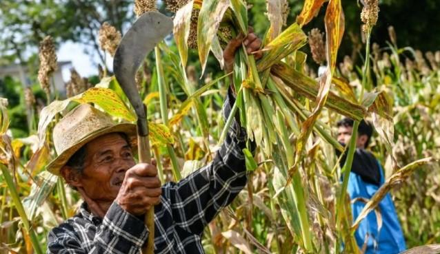 BRIN Kembangkan Mi Sorgum Bebas Gluten untuk Diversifikasi Pangan dan Kemandirian Pangan Nasional