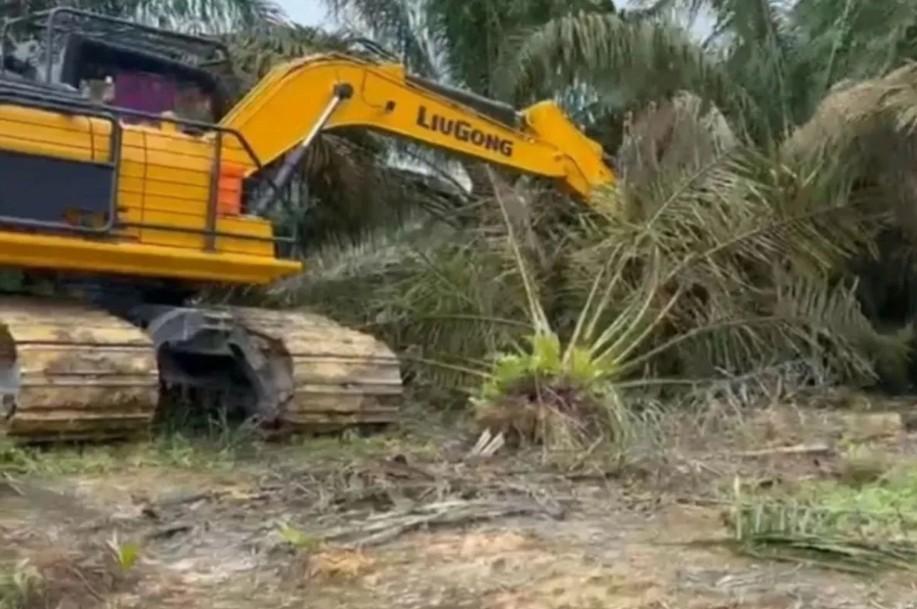 Pemprov Riau Ultimatum Pengelola Sawit di Tesso Nilo: Tebang Sendiri dalam 3 Bulan atau Ditindak