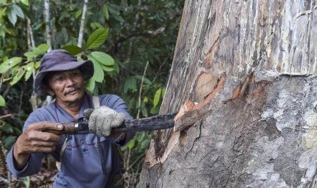 Sinergi Perkebunan dan Perhutanan Sosial Jadi Fondasi Hutan Lestari dan Pekebun Sejahtera