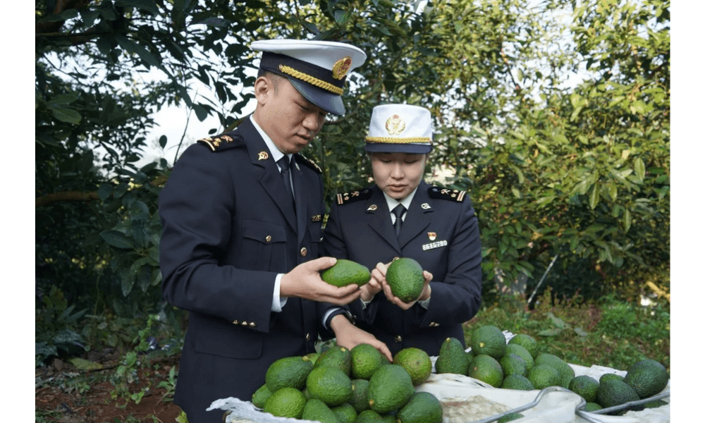 Alpukat Segar dari Menglian China Tembus Pasar ASEAN dalam Ekspor Perdana ke Malaysia dan Thailand