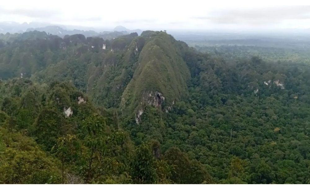 Kaltim dan YKAN Konsisten Kelola Bentang Alam Wehea-Kelay demi Lindungi Orang Utan dan Biodiversitas