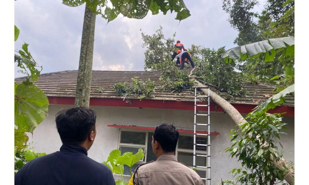 Angin Kencang Terjang Jember, Satu Orang Tewas Tertimpa Pohon Tumbang