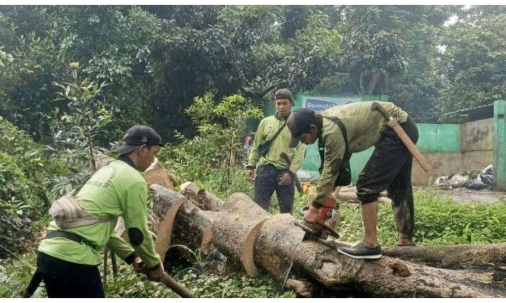 Cuaca Ekstrem, Puluhan Petugas Evakuasi 11 Pohon Tumbang di Jakarta Timur