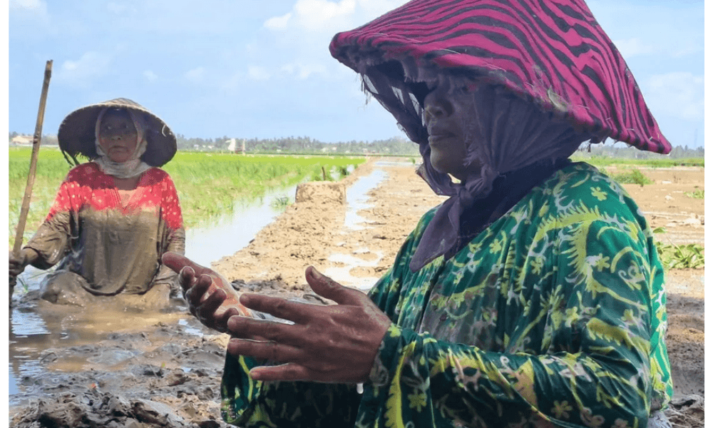 Ketika Sawah Mulai Hijau Kembali Setelah Bencana Berlalu, Harapan Petani Bangkit Lagi