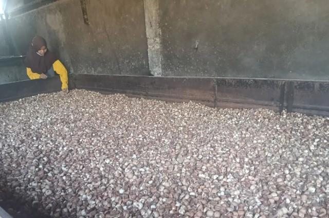 Petani Pinang Kayu Pasak Timur Pulih Pascabencana, Hasil Panen Meningkat di Musim Kemarau