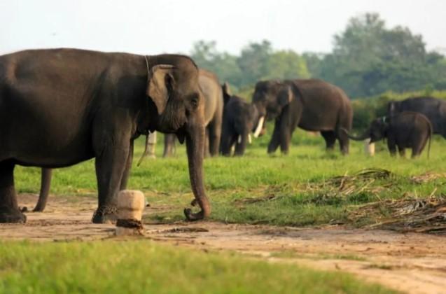 Kodam XXI/Radin Inten Turunkan Prajurit Redam Konflik Gajah-Lokal di Lampung Timur