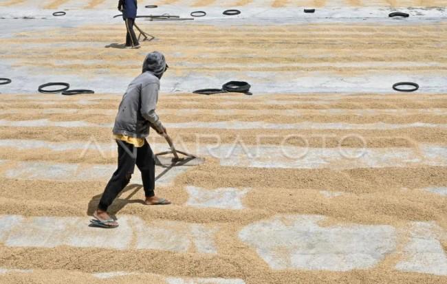 Produksi Padi NTB Melonjak 16 Persen pada 2025, Jadi Penopang Utama Swasembada Pangan Nasional