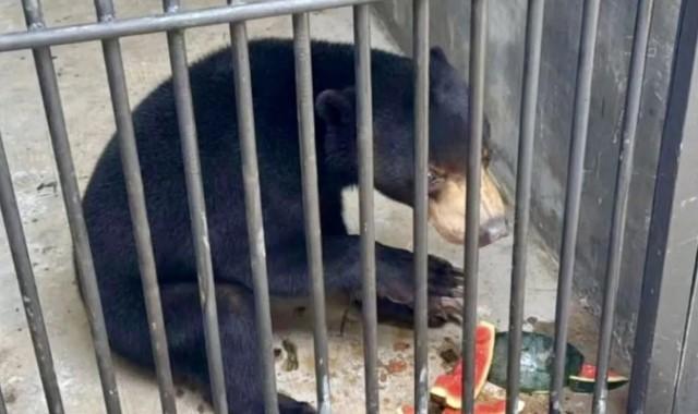 Tiga Beruang Madu dari Kalimantan Tengah Ditranslokasi ke Jawa Timur Sebagai Upaya Konservasi