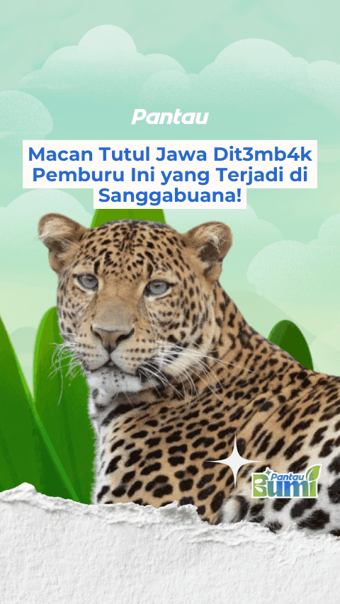 MACAN TUTUL JAWA DIJAMBAK PEMBURU INI YANG TERJADI DI SANGGBUANA!