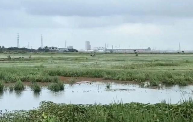 Petani di Rorotan dan Marunda Terancam Gagal Panen Akibat Banjir Sawah Setinggi Dada