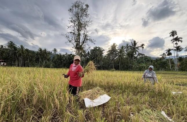 Petani Sayur Matinggi Tapsel Panen Padi Pascabencana Hidrometeorologi