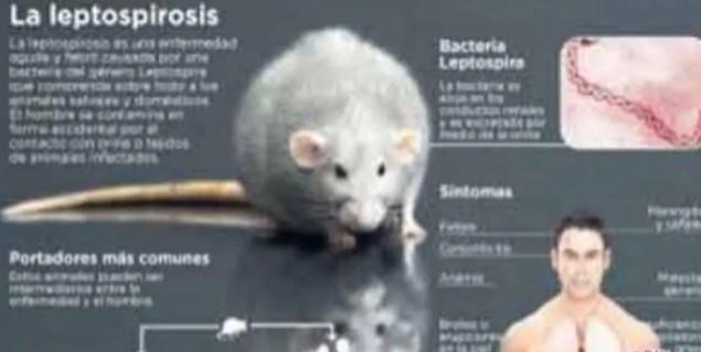 Dokter Ingatkan Demam Tinggi Mendadak Bisa Jadi Gejala Leptospirosis Saat Musim Hujan