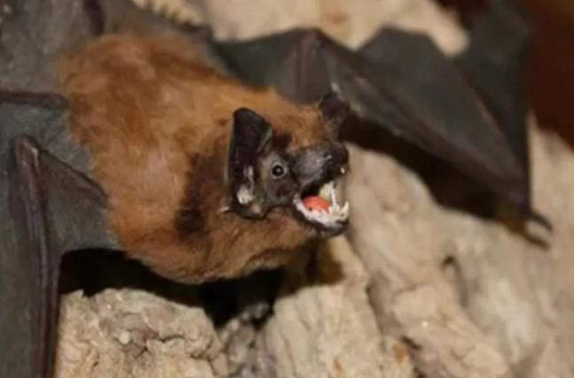 Singapura Perketat Skrining Kesehatan Bandara Imbas Kewaspadaan Virus Nipah