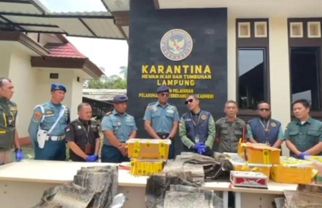 Karantina Lampung Gagalkan Penyelundupan Ratusan Satwa Ilegal Tanpa Dokumen di Pelabuhan Bakauheni