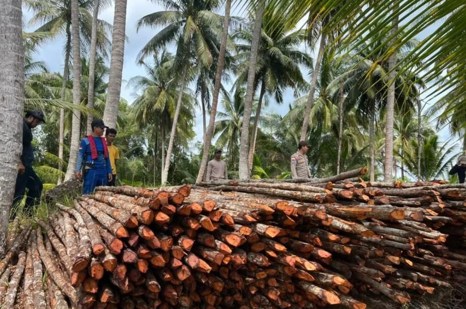 Enam Warga Lingga Jadi Tersangka Pembalakan Liar Ribuan Batang Kayu Bakau Tujuan Singapura