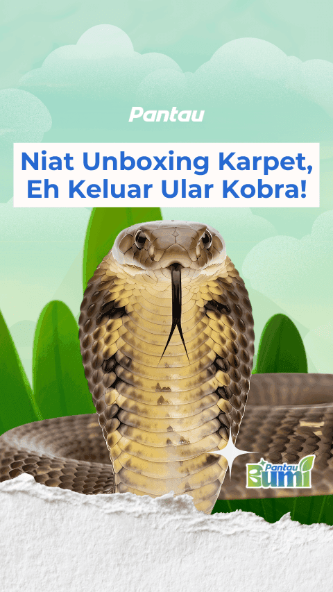 NIAT UNBOXING KARPET, KELUAR ULAR KOBRA