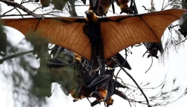 Dinkes DKI Jakarta Imbau Warga Waspadai Virus Nipah dengan Hindari Konsumsi Buah Rusak