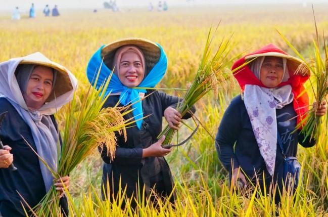 Serapan Beras Nasional Naik 700 Persen di Awal 2026, Pemerintah Buka Peluang Ekspor