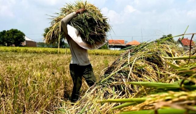Kementan Perkuat Asuransi Usaha Tani Padi sebagai Strategi Hadapi Risiko Gagal Panen 2026