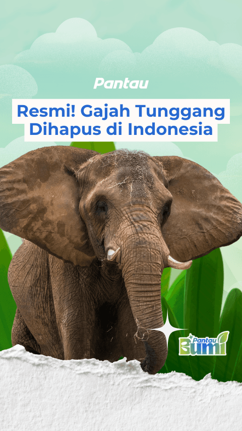 GAJAH TUNGGANG DIHAPUS DI INDONESIA