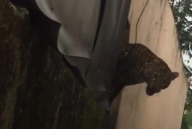 Macan Tutul Masuk Permukiman di Bandung, Dua Warga Terluka Akibat Diserang