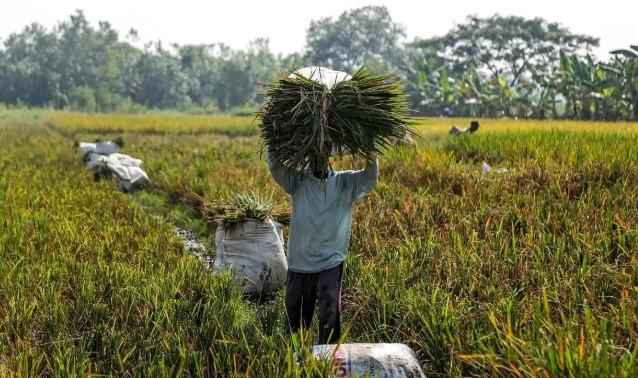 HKTI Yakin Produksi Padi 2026 Tetap Terjaga, Optimisme Petani Menguat di Tengah Tantangan Iklim