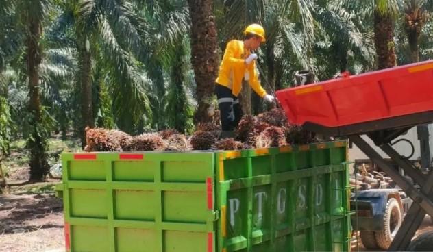 Pakar IPB Tekankan Tata Kelola Jadi Kunci Pemanfaatan Strategis Sawit Nasional