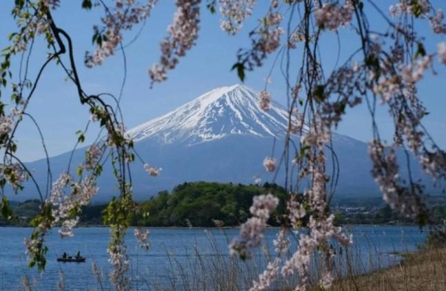 Festival Bunga Sakura Berlatar Gunung Fuji Dibatalkan, Warga Resah akibat Overtourism