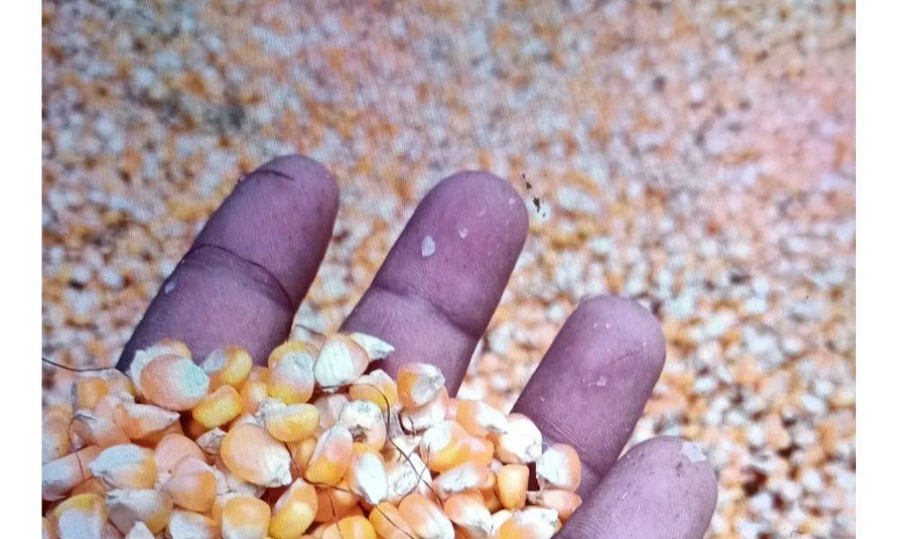 Pemkab Pasaman Barat Peroleh 39.230 Ton Pupuk Bersubsidi Sepanjang 2026