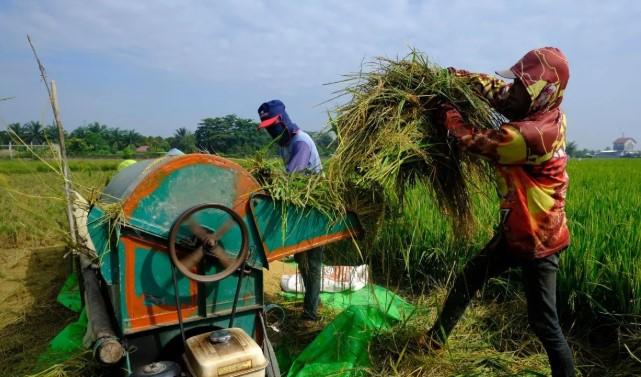 Panen Raya Lebih Cepat, Pemerintah Terapkan Kebijakan Any Quality untuk Lindungi Petani