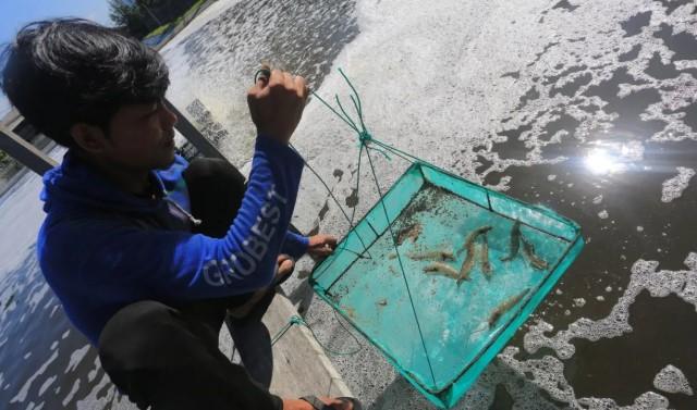 KKP Buka Rekrutmen 3.000 Tenaga Kerja Lokal untuk Program Budi Daya Udang Terintegrasi di Sumba Timur