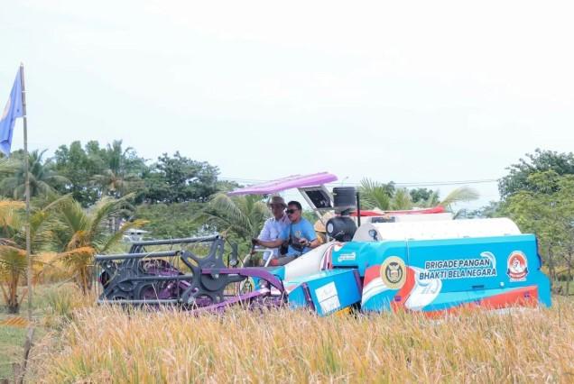 Padi Organik PS-08 Hasil Persilangan Galur Unggul Mulai Dikembangkan di Banten lewat Panen Perdana 753 Hektare