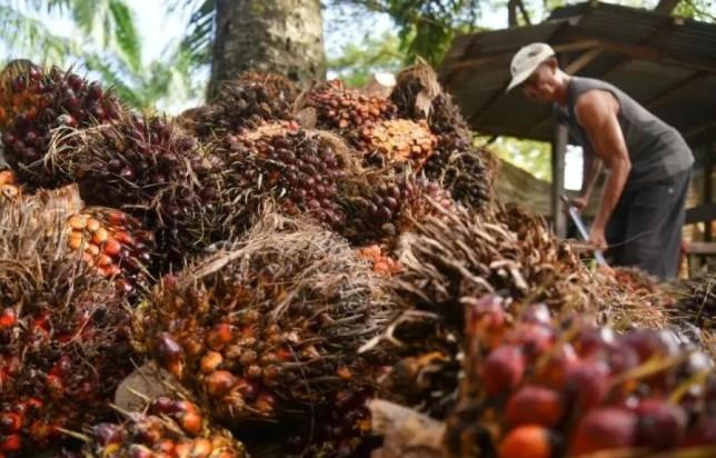 Ekspor Perkebunan Diproyeksikan Tancap Gas di Awal 2026, Sawit hingga Kelapa Catat Tren Menguat