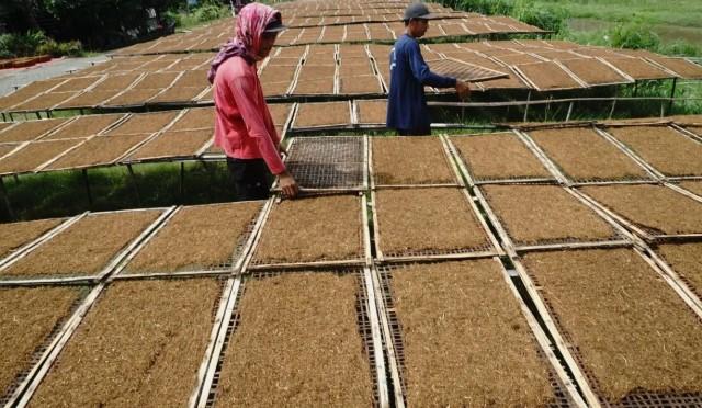 UNS Mengingatkan Pentingnya Perlindungan Industri Tembakau di Tengah Dinamika Regulasi Kesehatan