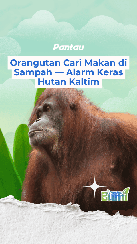 ORANGUTAN CARI MAKAN DI SAMPAH