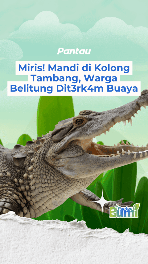 WARGA BELITUNG DITERKAM BUAYA