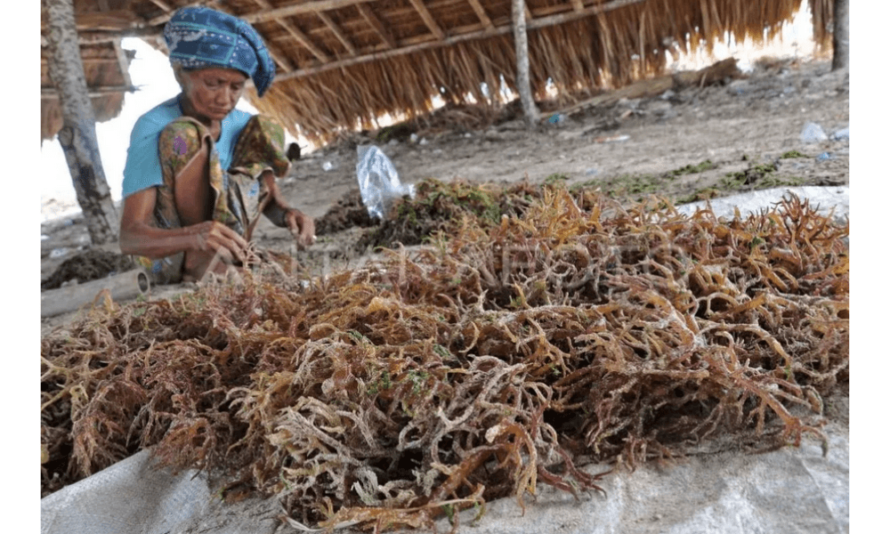 Pusat Riset Rumput Laut Internasional Dibangun di Teluk Ekas untuk Dorong Transformasi Ekonomi Biru