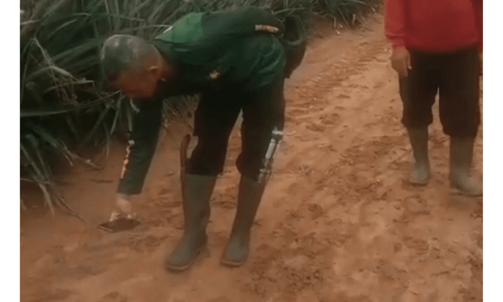 KSDA Pastikan Jejak di Kebun Nanas Lampung Timur Milik Harimau Sumatra, Risiko Konflik Dinilai Rendah