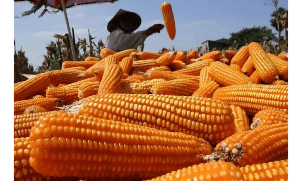 Pengembangan Jagung Pangan Diperkuat untuk Dukung Swasembada dan Industri Nasional 2026