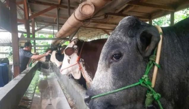BUMDes Cikahuripan di Bekasi Kembangkan Penggemukan Sapi untuk Perkuat Ketahanan Pangan dan Serap Tenaga Kerja