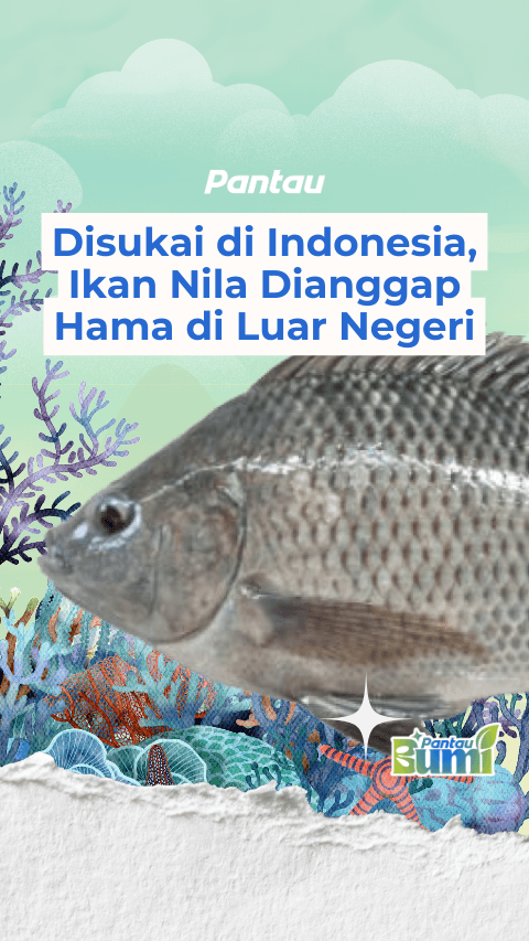DISUKAI DI INDONESIA IKAN NILA DIANGGAP HAMA DI LUAR NEGERI