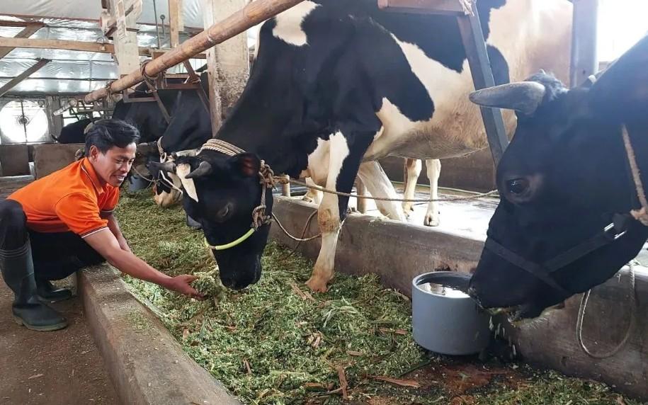 Pemerintah Indonesia dan Denmark Perkuat Sistem Pengawasan Pakan demi Lindungi Peternak dan Tingkatkan Daya Saing