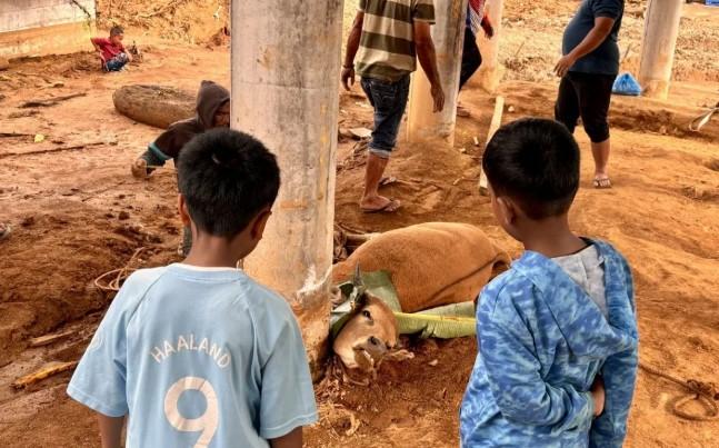 Sapi Bantuan Presiden Disembelih Warga Aceh Tengah untuk Tradisi Meugang Pascabencana