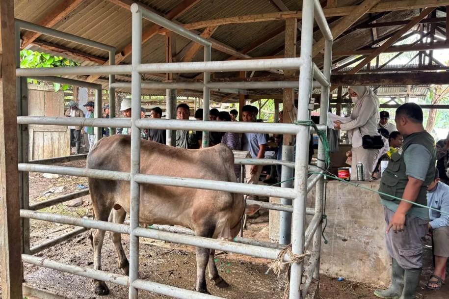 Presiden Prabowo Salurkan Bantuan Sapi Meugang untuk 209 Desa Terdampak Banjir di Aceh Tamiang