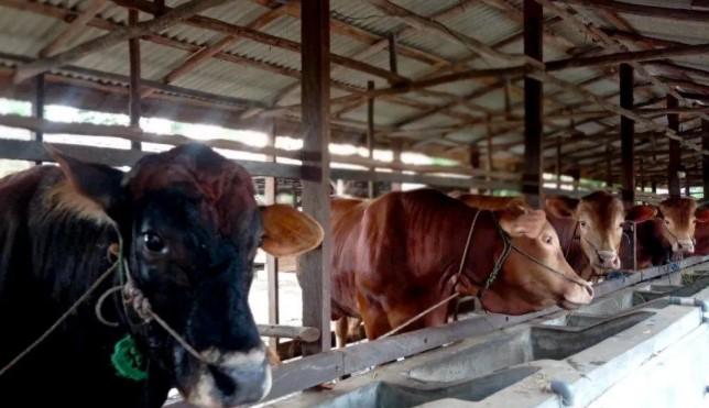 Kementan Targetkan Investasi Peternakan Sapi 200 Ribu Ekor di Kalimantan Tengah untuk Perkuat Swasembada
