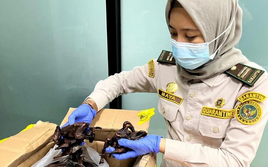 Penyelundupan Daging Kelelawar di PLBN Aruk Digagalkan, Karantina Kalbar Amankan 51 Kilogram Komoditas Ilegal