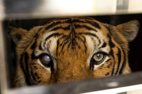 Lebih dari 70 Harimau Mati Misterius dalam Sebulan di Tiger Kingdom Chiang Mai, Penyelidikan Resmi Diluncurkan